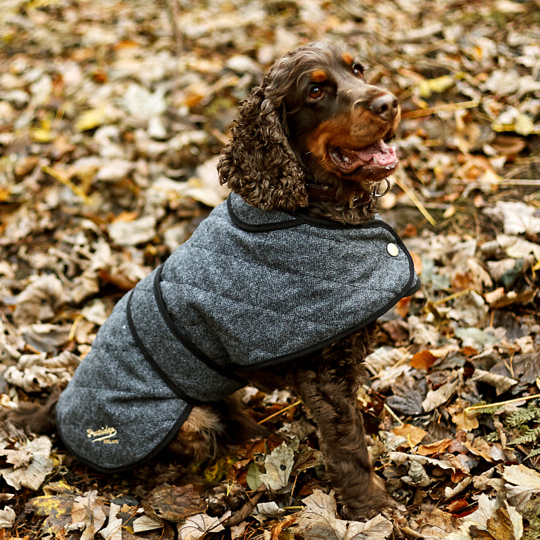 A Day In The Life Of Partridge Pooch - Harry – John Partridge & Co