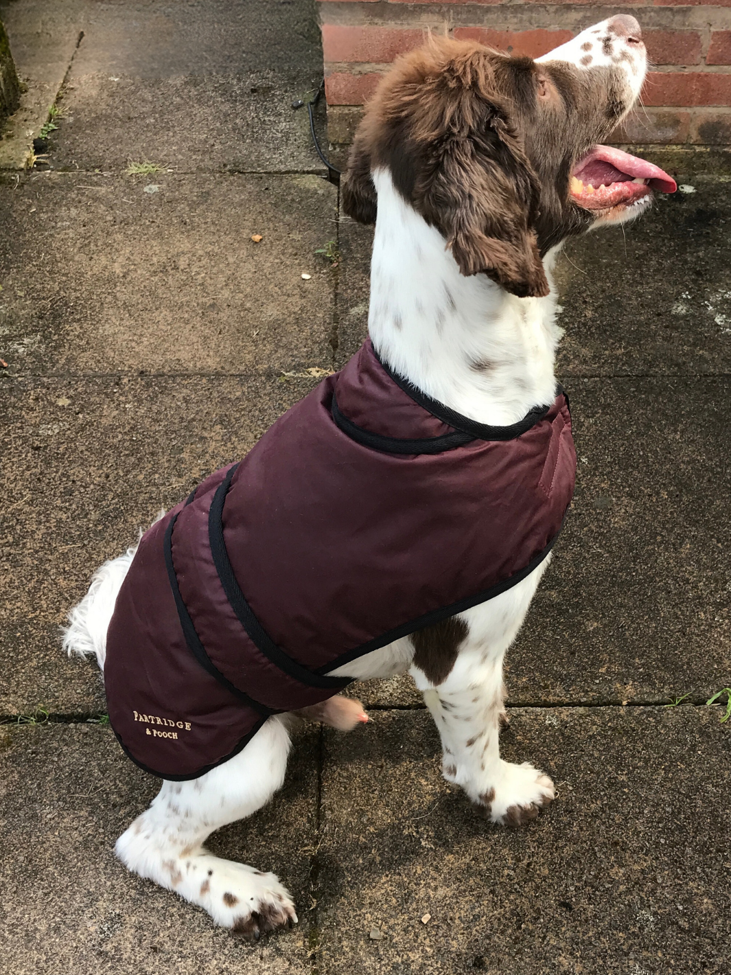Burgundy Wax Dog Coat, crafted from high-quality wax for warmth and protection in all weather conditions. Stylish and functional for your furry friend.