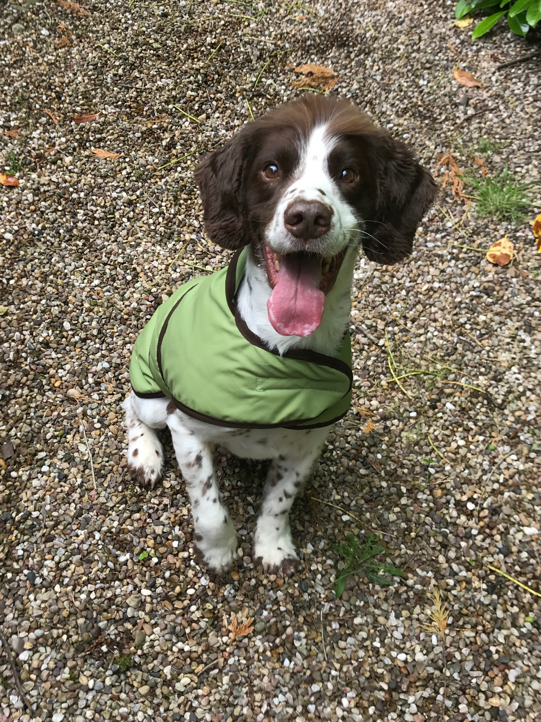 Light Green Wax Dog Coat, crafted from high-quality wax for warmth and protection in all weather conditions. Stylish and functional for your furry friend.