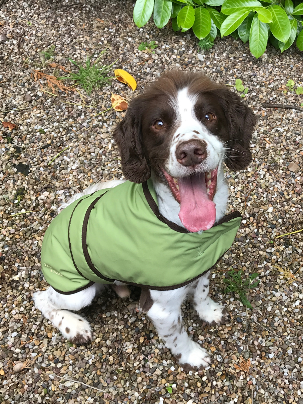 Light Green Wax Dog Coat, crafted from high-quality wax for warmth and protection in all weather conditions. Stylish and functional for your furry friend.
