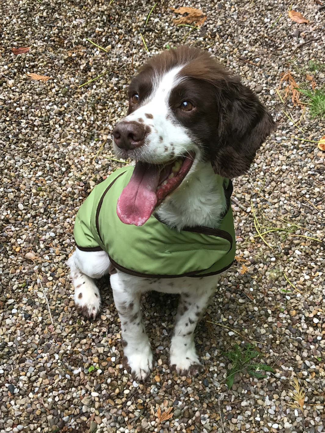 Light Green Wax Dog Coat, crafted from high-quality wax for warmth and protection in all weather conditions. Stylish and functional for your furry friend.