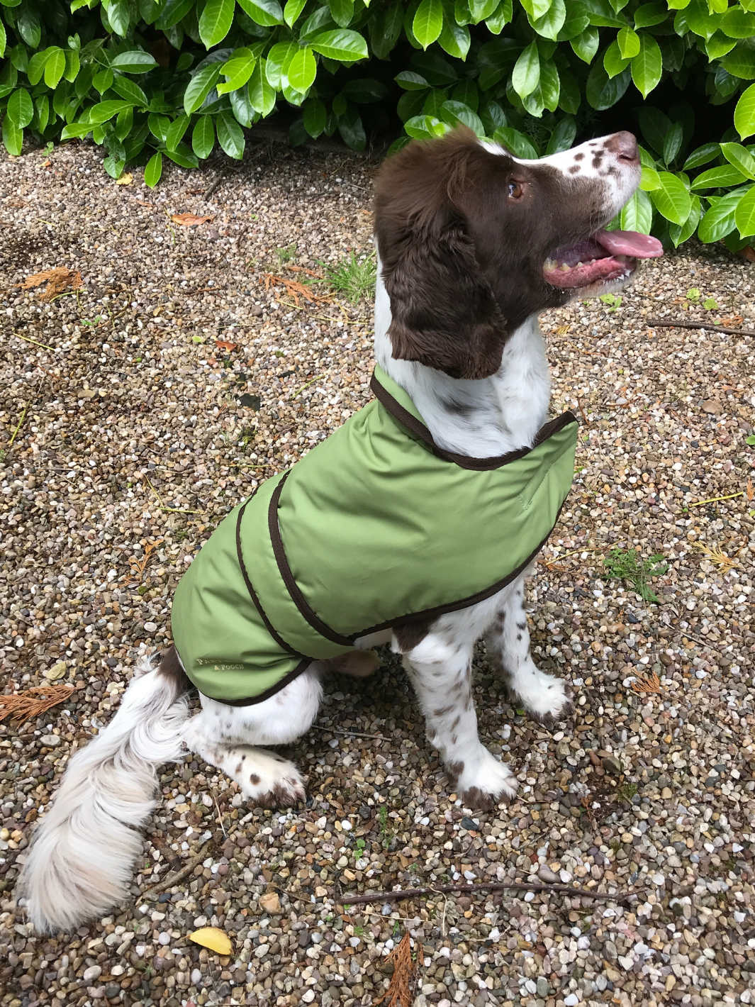 Light Green Wax Dog Coat, crafted from high-quality wax for warmth and protection in all weather conditions. Stylish and functional for your furry friend.
