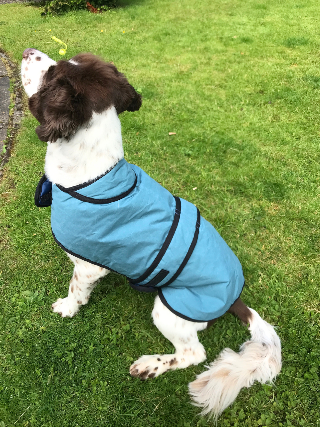 Teal Blue Wax Dog Coat, crafted from high-quality wax for warmth and protection in all weather conditions. Stylish and functional for your furry friend.