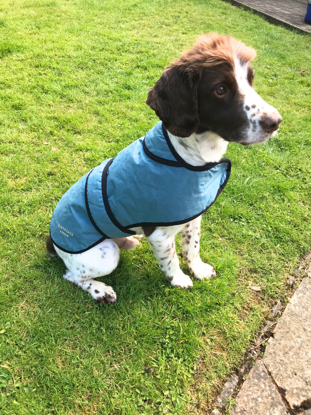 Teal Blue Wax Dog Coat, crafted from high-quality wax for warmth and protection in all weather conditions. Stylish and functional for your furry friend.