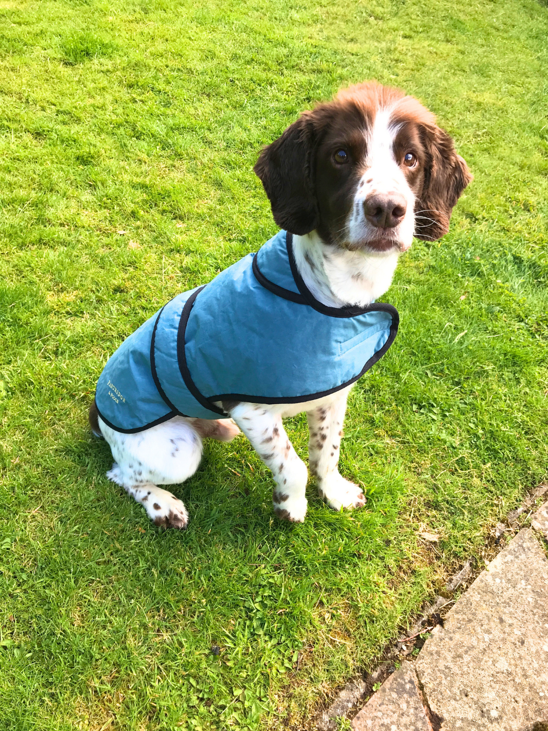Teal Blue Wax Dog Coat, crafted from high-quality wax for warmth and protection in all weather conditions. Stylish and functional for your furry friend.
