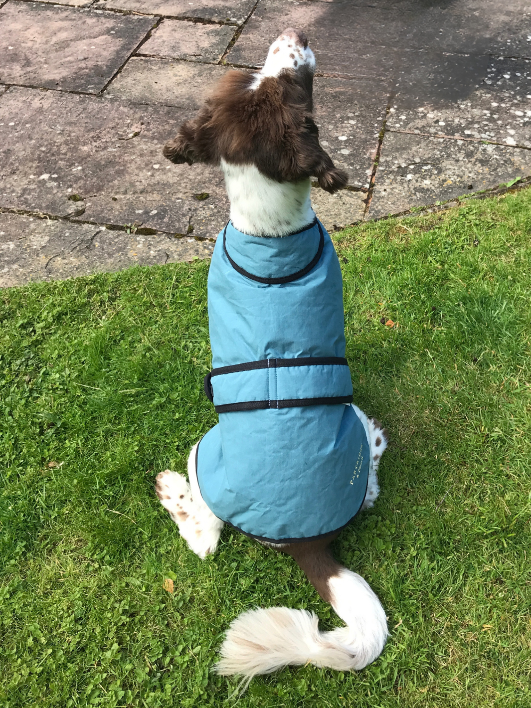 Teal Blue Wax Dog Coat, crafted from high-quality wax for warmth and protection in all weather conditions. Stylish and functional for your furry friend.