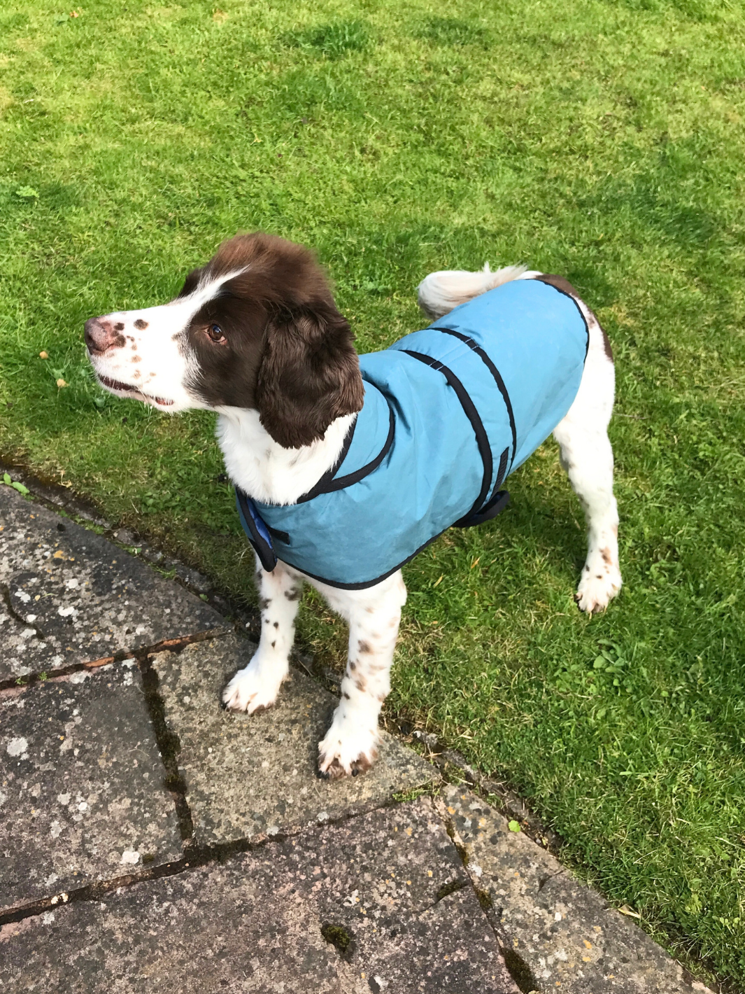 Teal Blue Wax Dog Coat, crafted from high-quality wax for warmth and protection in all weather conditions. Stylish and functional for your furry friend.