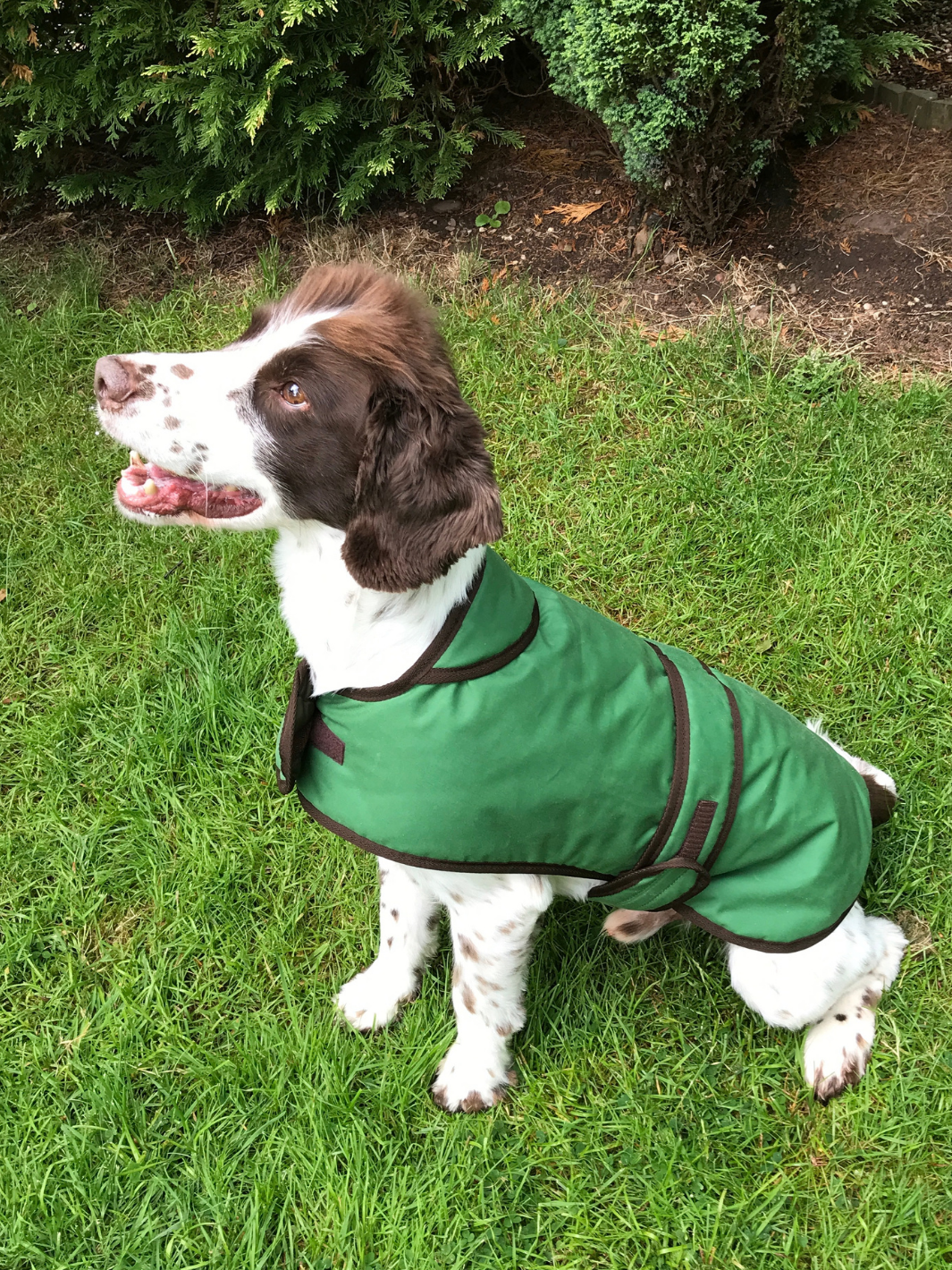 Grass Green Dry Wax Dog Coat, crafted from high-quality dry wax for warmth and protection in all weather conditions. Stylish and functional for your furry friend.