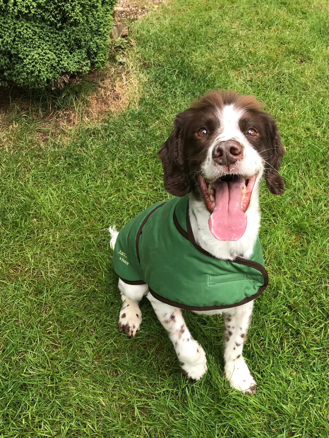 Grass Green Dry Wax Dog Coat, crafted from high-quality dry wax for warmth and protection in all weather conditions. Stylish and functional for your furry friend.