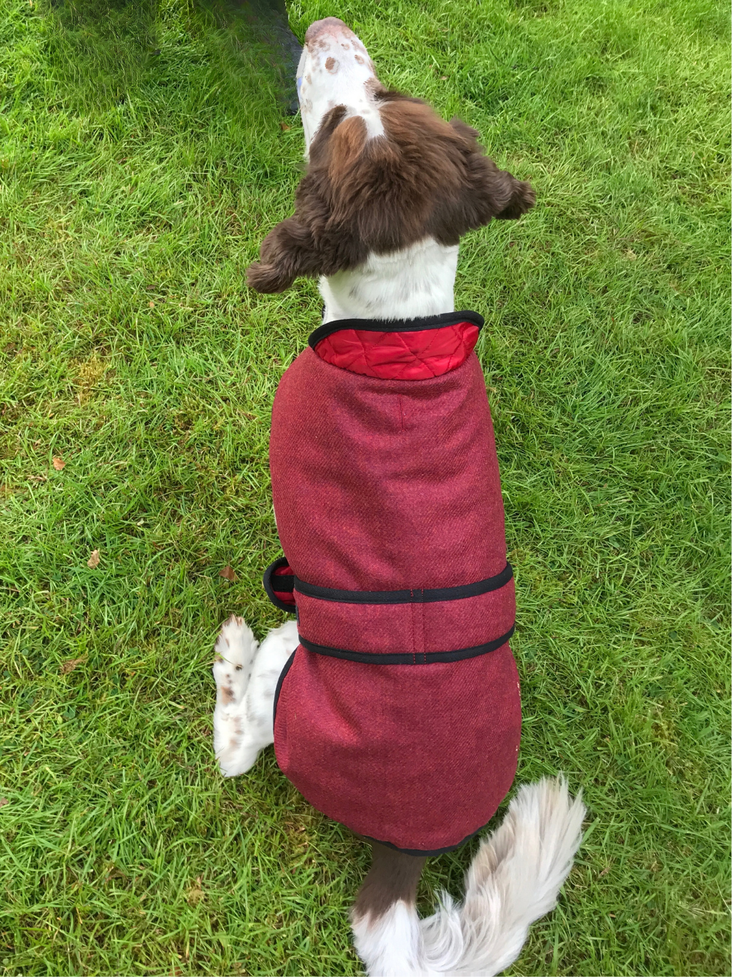 Jalapeno Red Tweed Dog Coat, crafted from high-quality British-made tweed, offering warmth and protection for your dog in all weather conditions. Stylish and functional for your furry friend.
