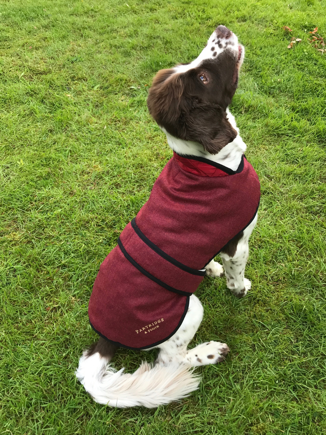 Jalapeno Red Tweed Dog Coat, crafted from high-quality British-made tweed, offering warmth and protection for your dog in all weather conditions. Stylish and functional for your furry friend.