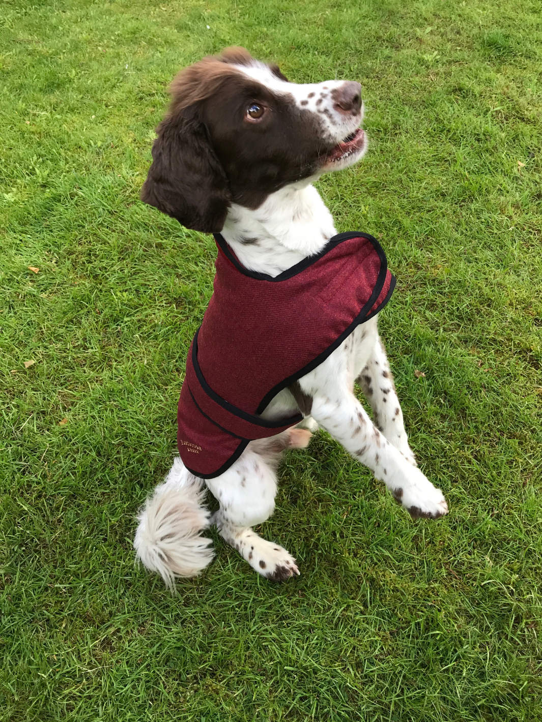 Jalapeno Red Tweed Dog Coat, crafted from high-quality British-made tweed, offering warmth and protection for your dog in all weather conditions. Stylish and functional for your furry friend.