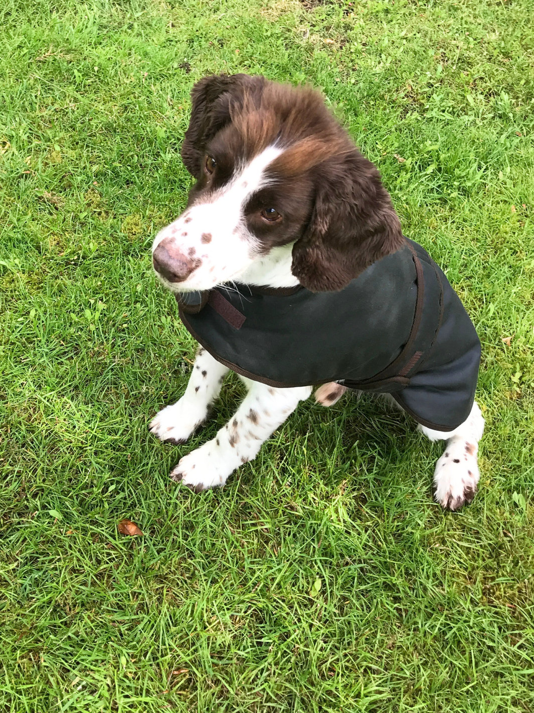 Classic Sage Wax Dog Coat, crafted from high-quality wax for warmth and protection in all weather conditions. Stylish and functional for your furry friend.
