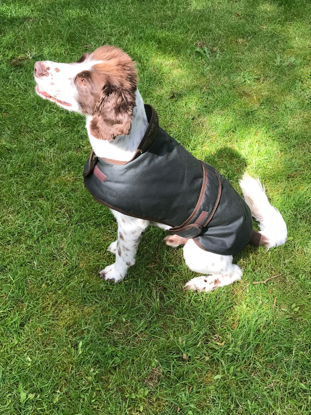 Classic Sage Wax Dog Coat, crafted from high-quality wax for warmth and protection in all weather conditions. Stylish and functional for your furry friend.