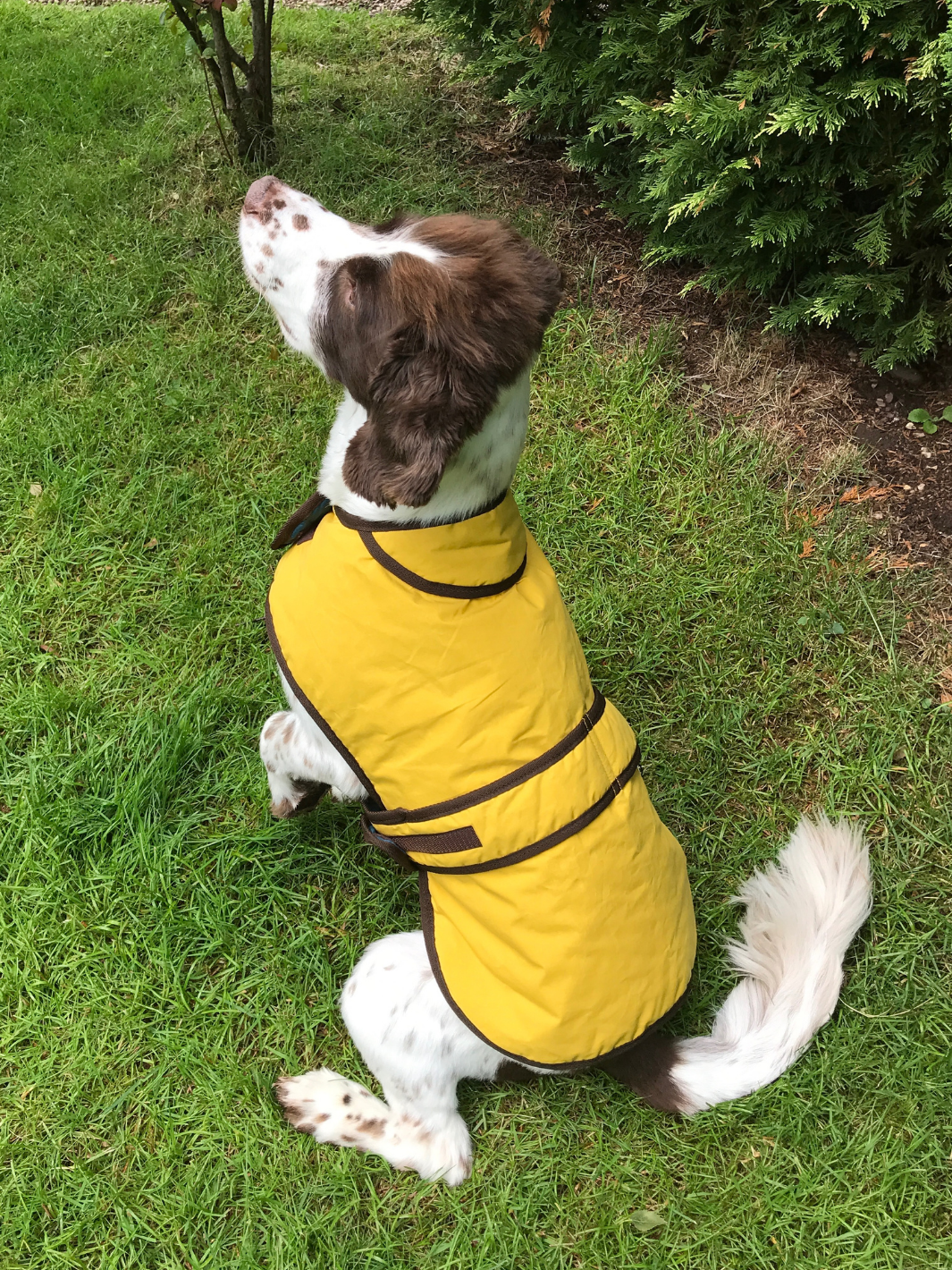 Sunflower Dry Wax Dog Coat, crafted from high-quality wax for warmth and protection in all weather conditions. Stylish and functional for your furry friend.