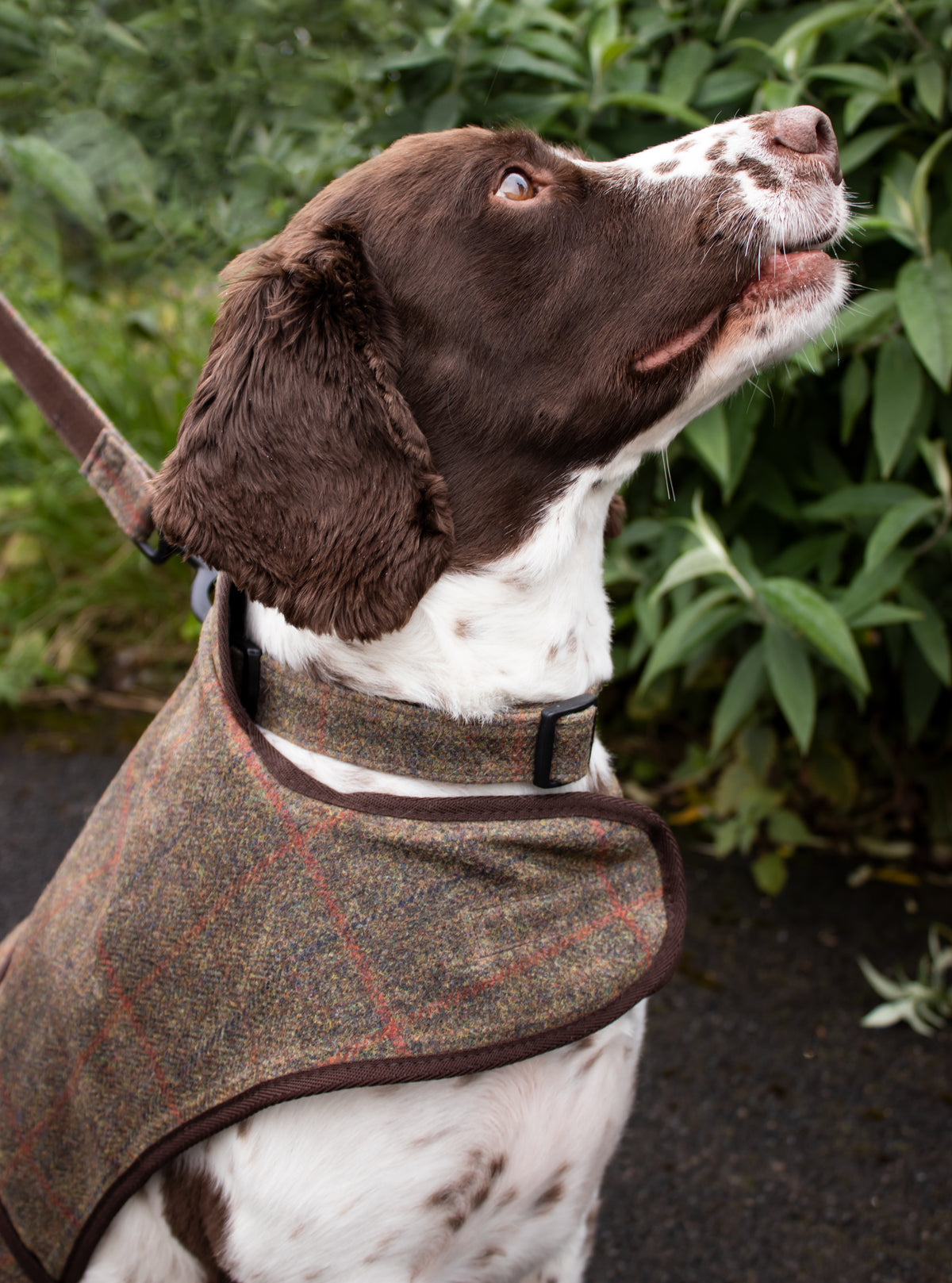 Dog Collar - Brown Waxed Tweed - John Partridge & Co