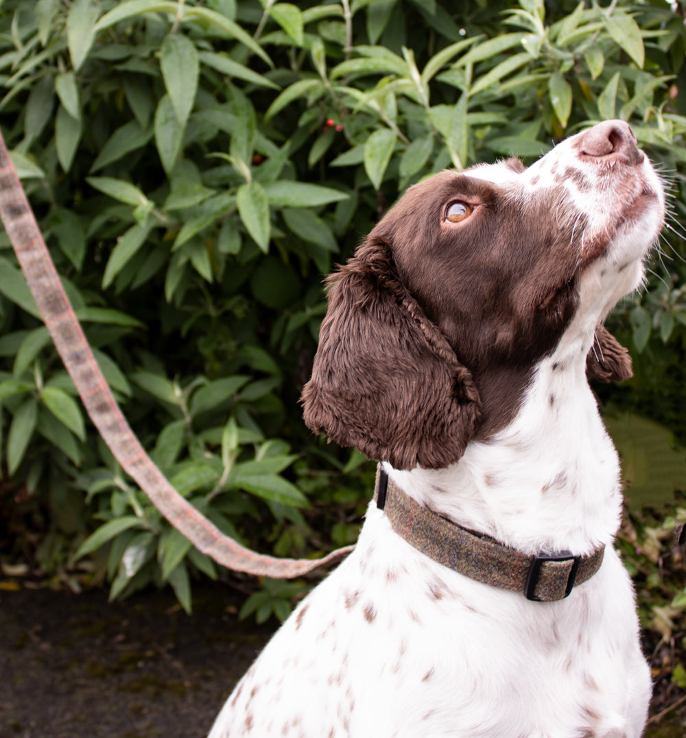 Dog Lead - Brown Waxed Tweed - John Partridge & Co
