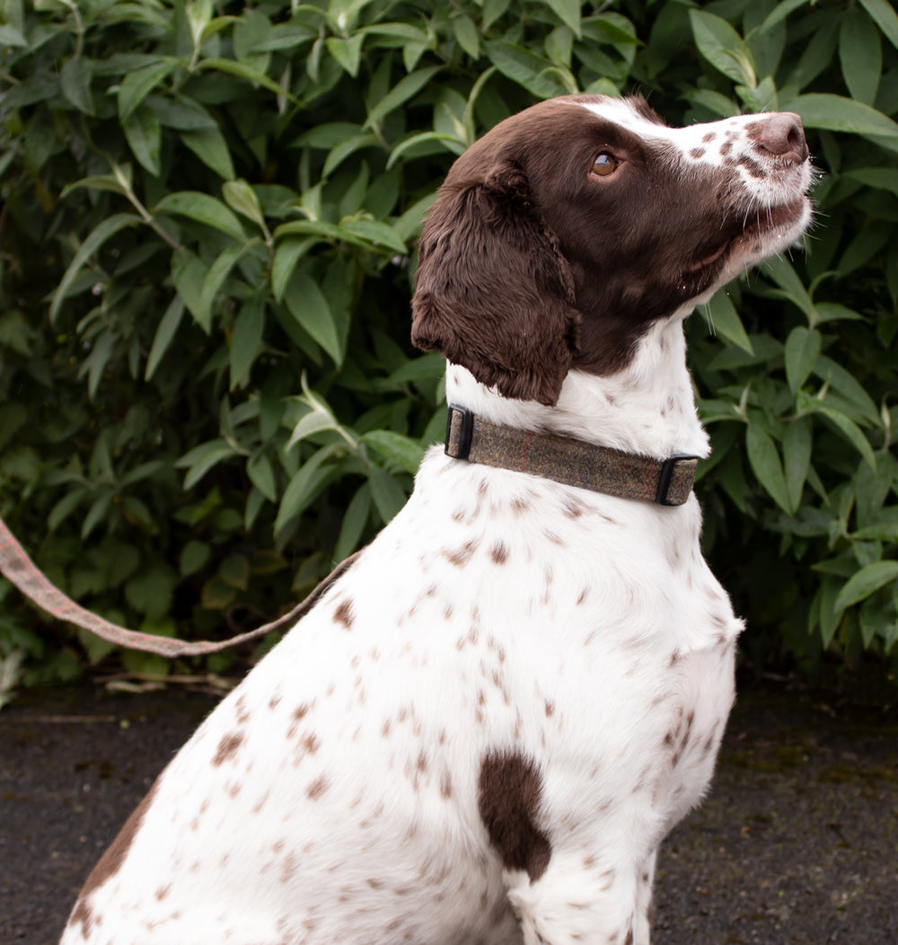 Dog Collar - Brown Waxed Tweed - John Partridge & Co