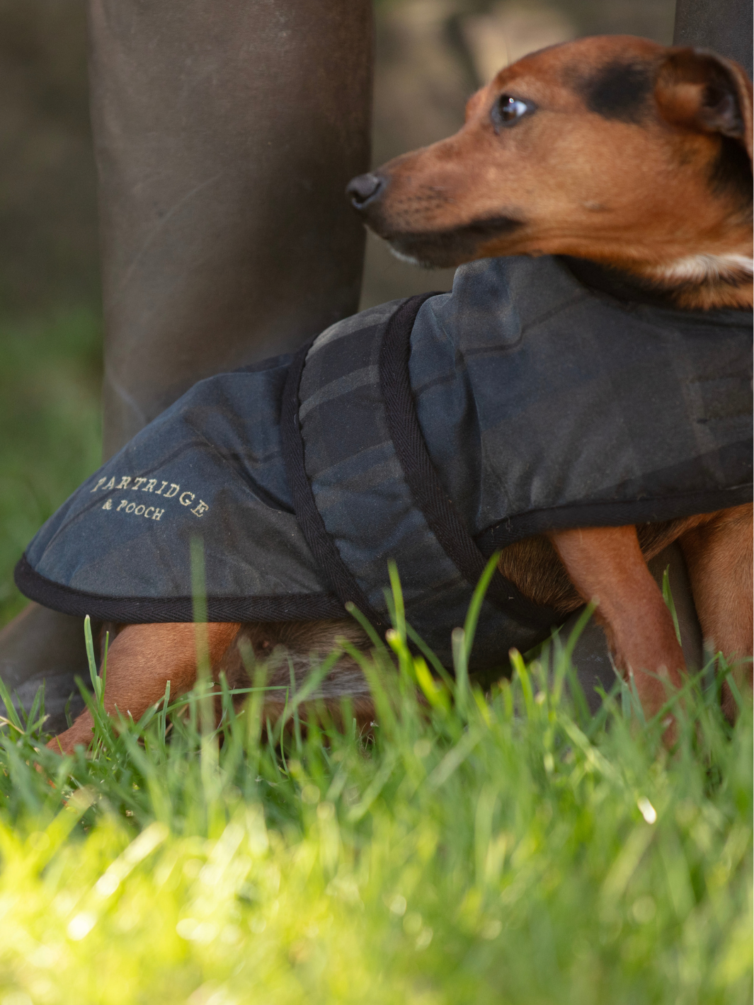 Dog Coat - Blue Dundee Check | Showerproof British wax dog coat with embroidered logo and secure adjustable waist