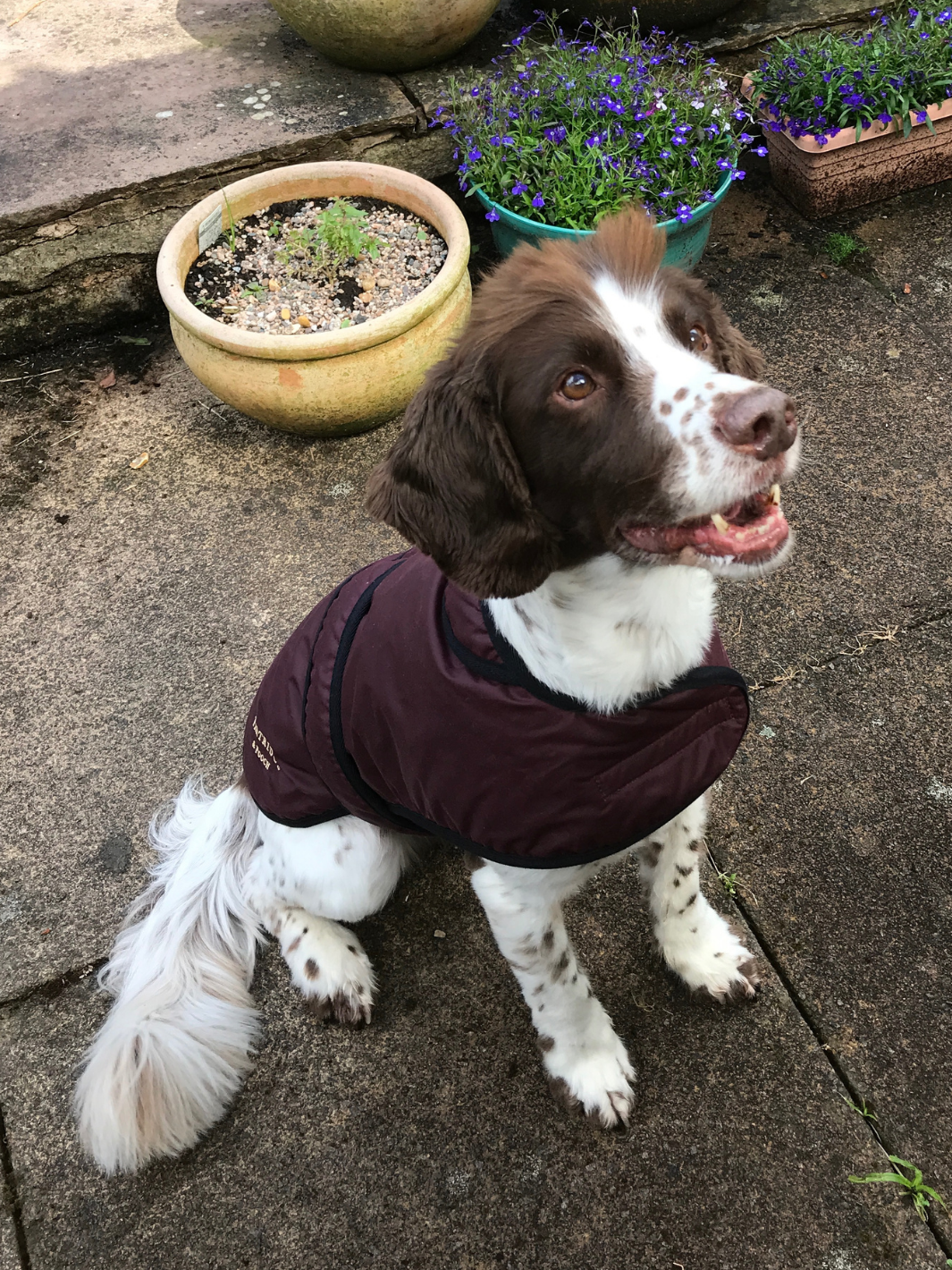 Burgundy Wax Dog Coat, crafted from high-quality wax for warmth and protection in all weather conditions. Stylish and functional for your furry friend.

