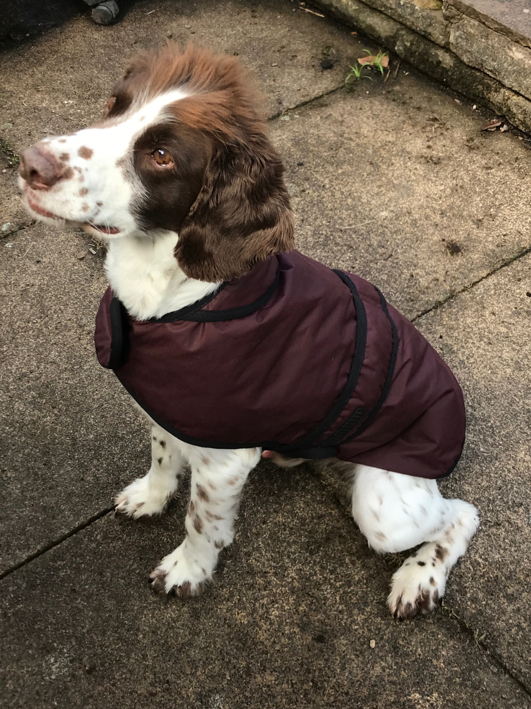 Burgundy Wax Dog Coat, crafted from high-quality wax for warmth and protection in all weather conditions. Stylish and functional for your furry friend.