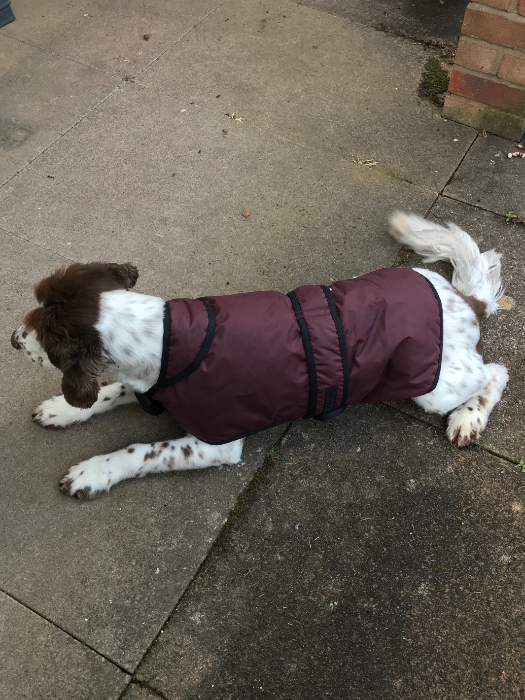 Burgundy Wax Dog Coat, crafted from high-quality wax for warmth and protection in all weather conditions. Stylish and functional for your furry friend.