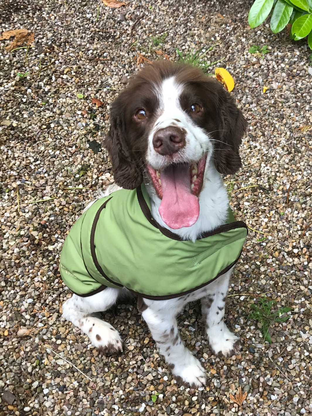 Light Green Wax Dog Coat, crafted from high-quality wax for warmth and protection in all weather conditions. Stylish and functional for your furry friend.