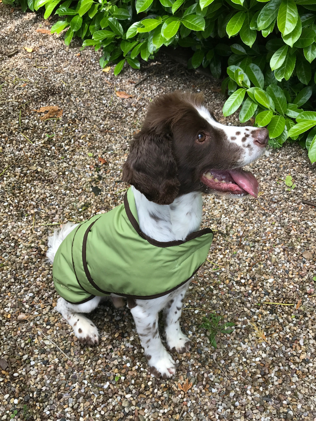 Light Green Wax Dog Coat, crafted from high-quality wax for warmth and protection in all weather conditions. Stylish and functional for your furry friend.