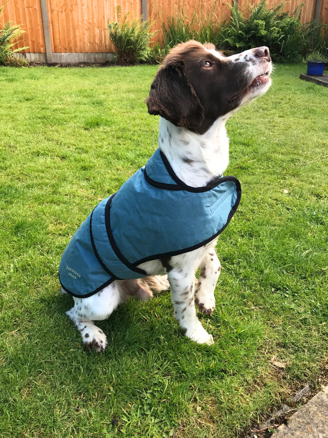 Teal Blue Wax Dog Coat, crafted from high-quality wax for warmth and protection in all weather conditions. Stylish and functional for your furry friend.