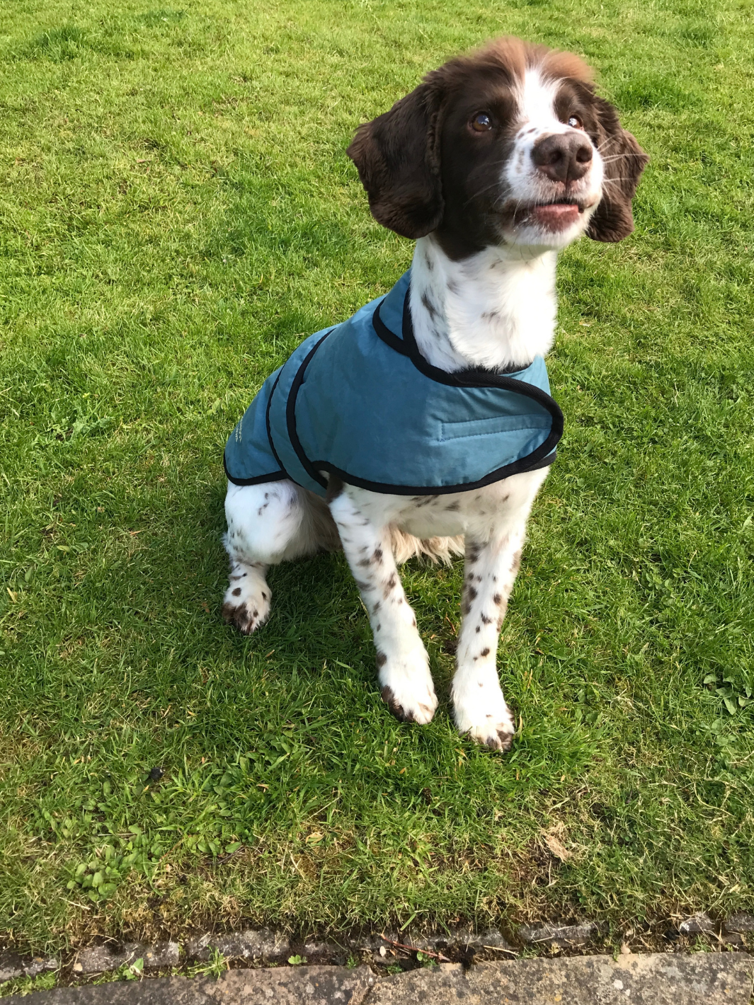 Teal Blue Wax Dog Coat, crafted from high-quality wax for warmth and protection in all weather conditions. Stylish and functional for your furry friend.