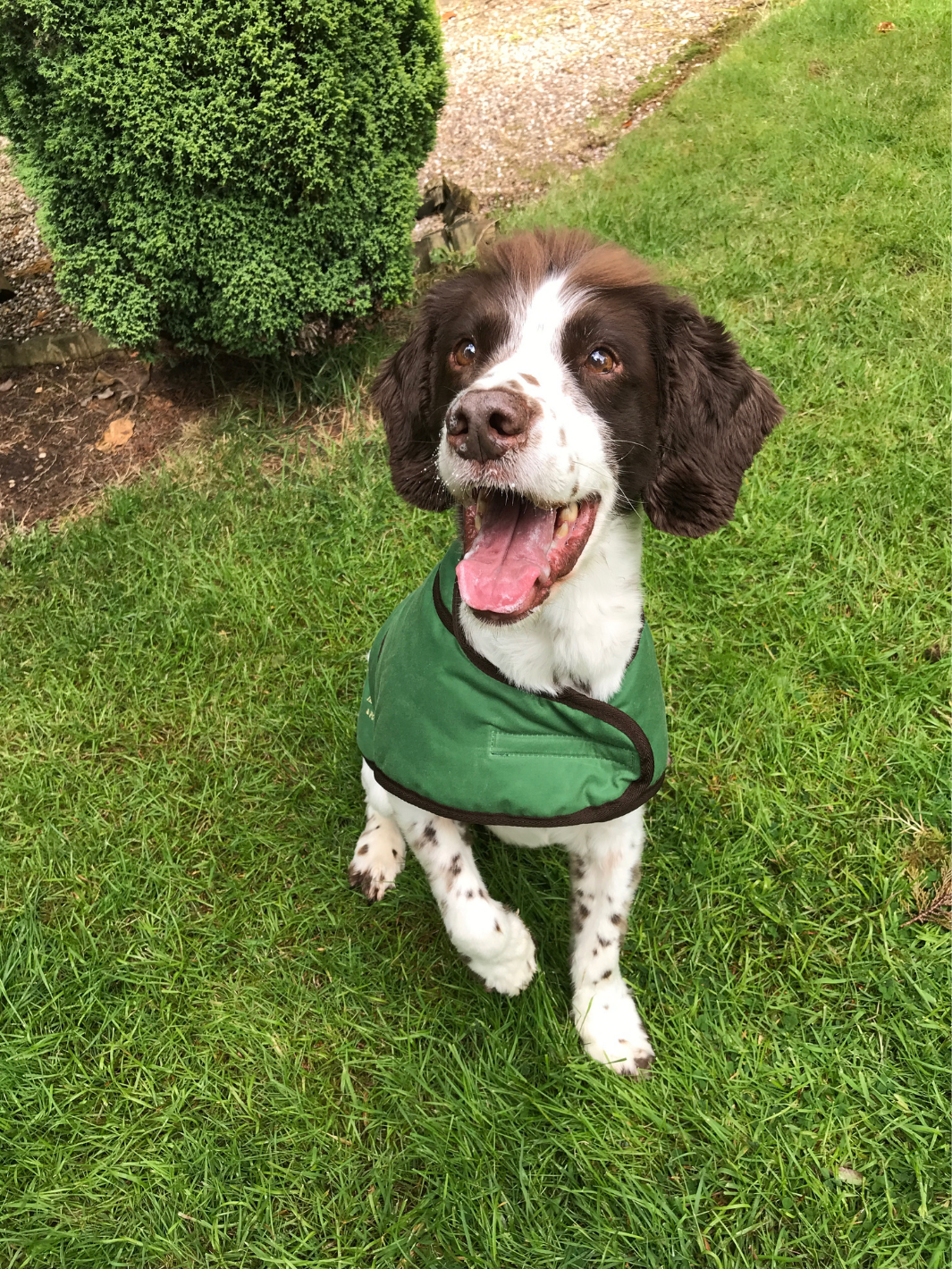 Grass Green Dry Wax Dog Coat, crafted from high-quality dry wax for warmth and protection in all weather conditions. Stylish and functional for your furry friend.