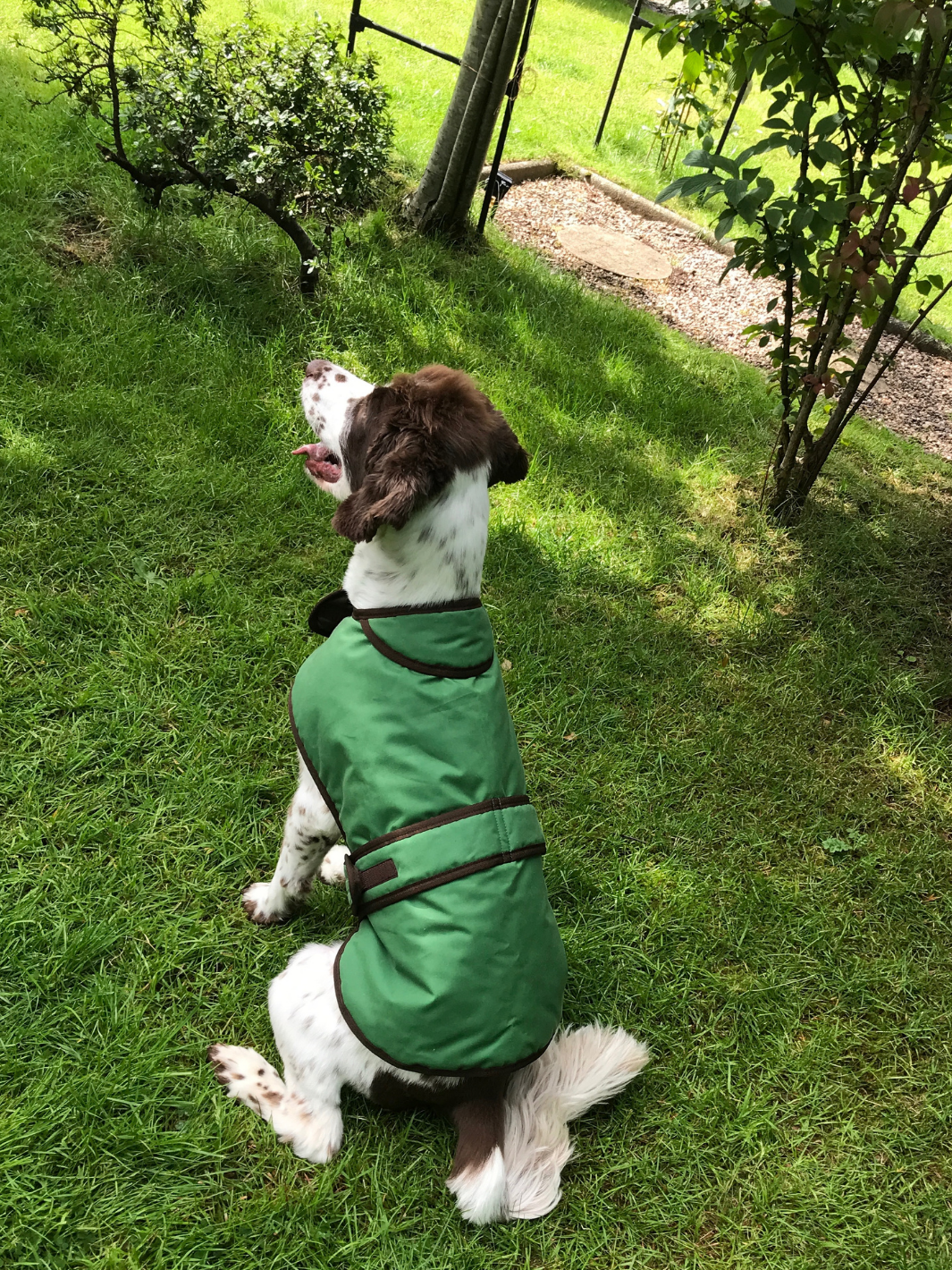 Grass Green Dry Wax Dog Coat, crafted from high-quality dry wax for warmth and protection in all weather conditions. Stylish and functional for your furry friend.