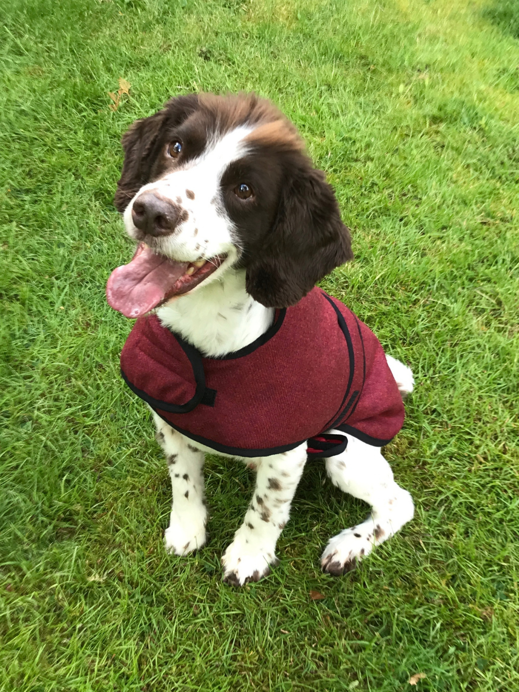 Jalapeno Red Tweed Dog Coat, crafted from high-quality British-made tweed, offering warmth and protection for your dog in all weather conditions. Stylish and functional for your furry friend.