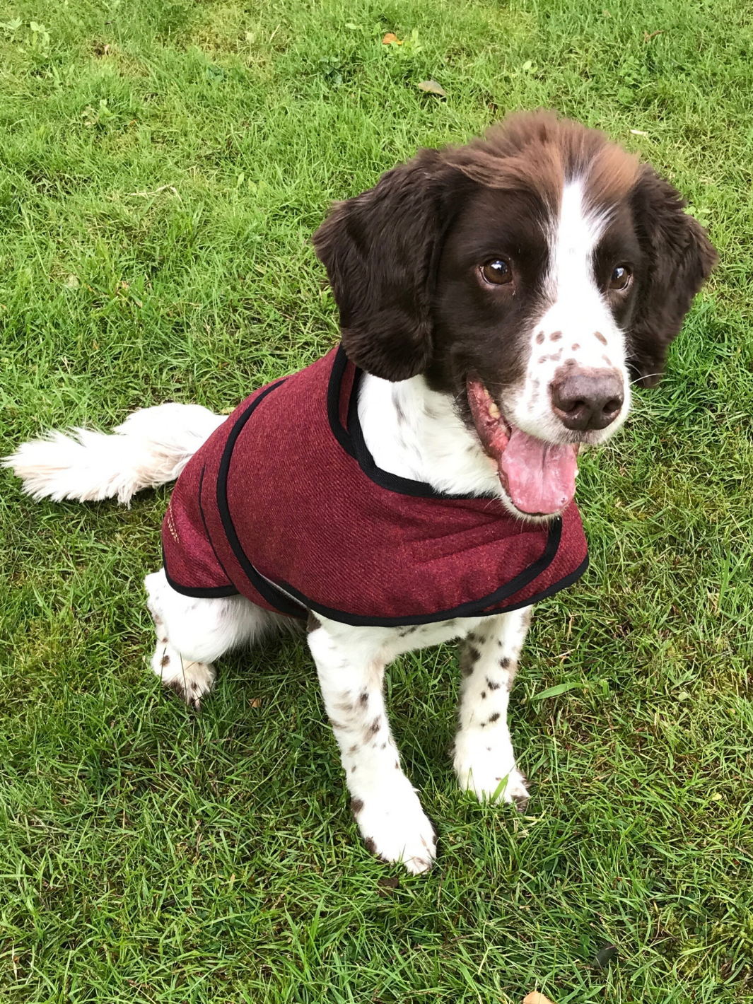 Jalapeno Red Tweed Dog Coat, crafted from high-quality British-made tweed, offering warmth and protection for your dog in all weather conditions. Stylish and functional for your furry friend.