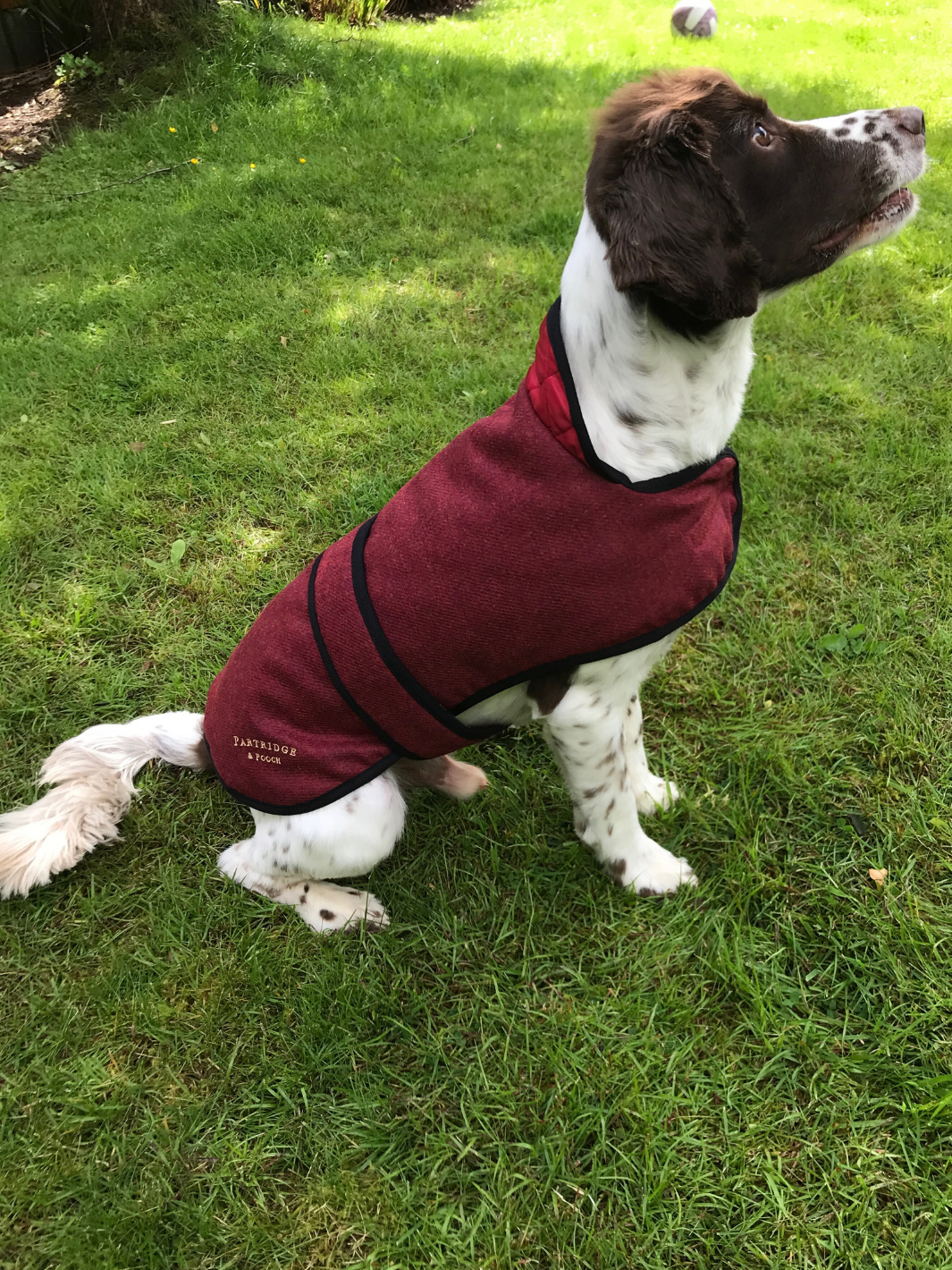 Jalapeno Red Tweed Dog Coat, crafted from high-quality British-made tweed, offering warmth and protection for your dog in all weather conditions. Stylish and functional for your furry friend.