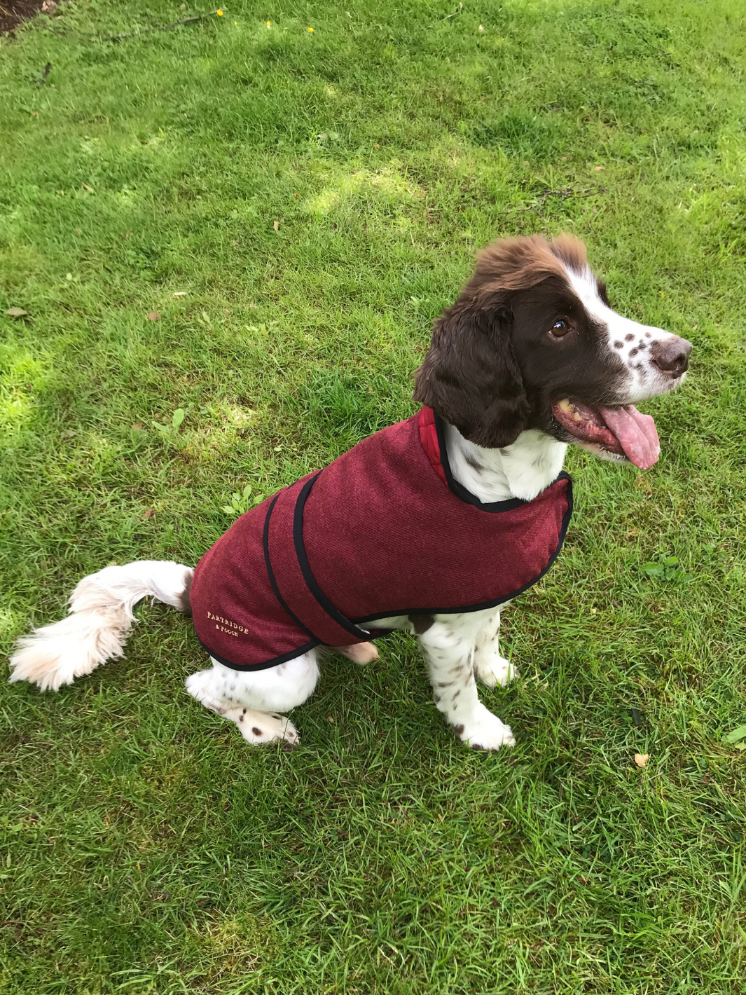 Jalapeno Red Tweed Dog Coat, crafted from high-quality British-made tweed, offering warmth and protection for your dog in all weather conditions. Stylish and functional for your furry friend.