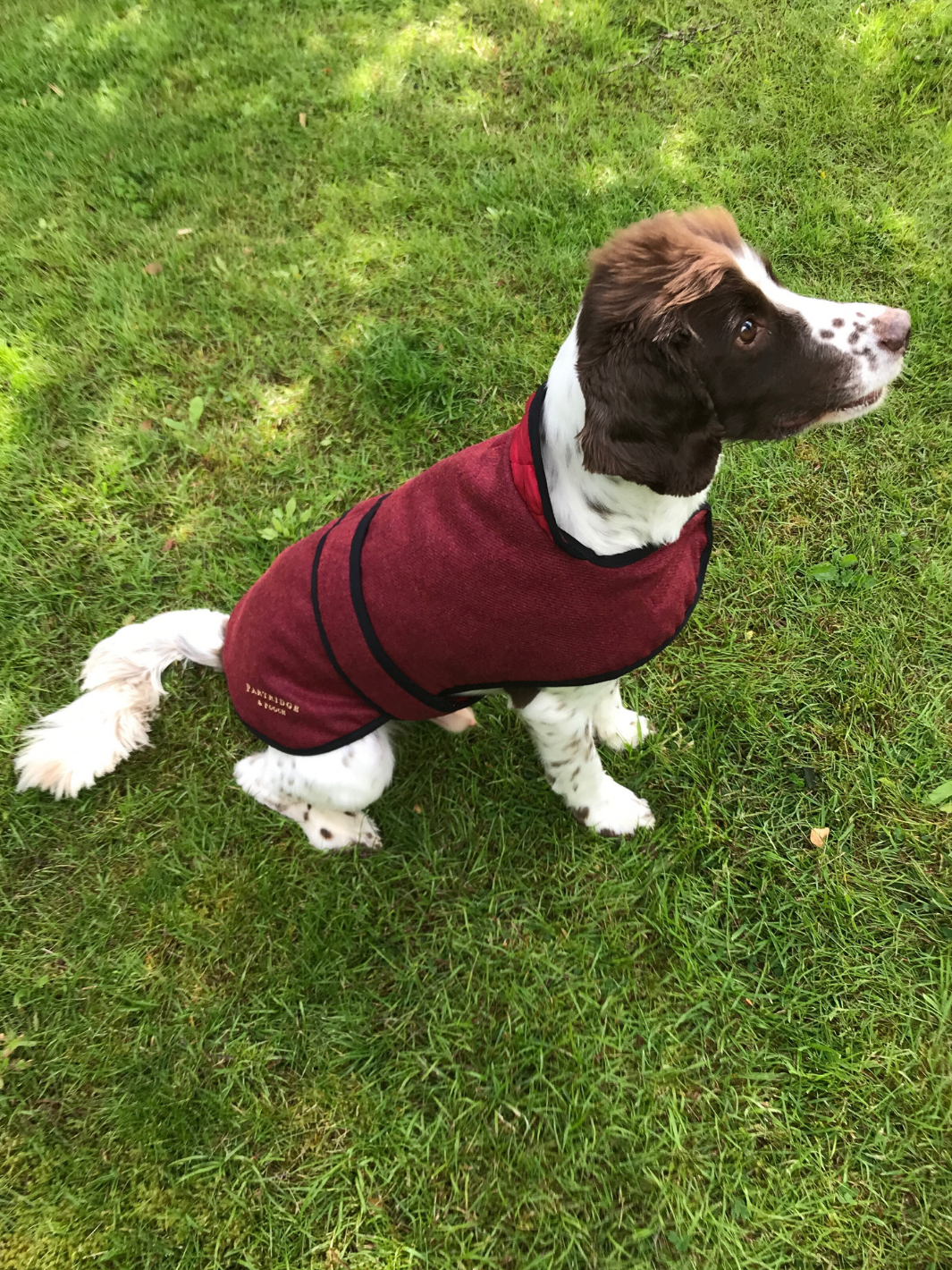 Jalapeno Red Tweed Dog Coat, crafted from high-quality British-made tweed, offering warmth and protection for your dog in all weather conditions. Stylish and functional for your furry friend.