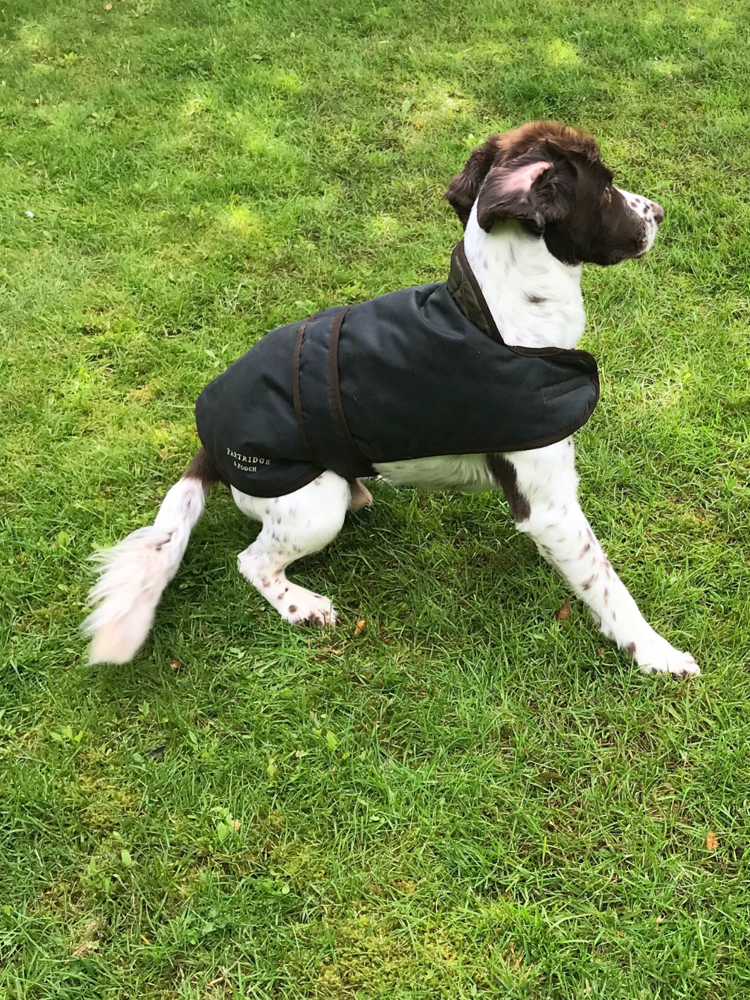 Classic Sage Wax Dog Coat, crafted from high-quality wax for warmth and protection in all weather conditions. Stylish and functional for your furry friend.