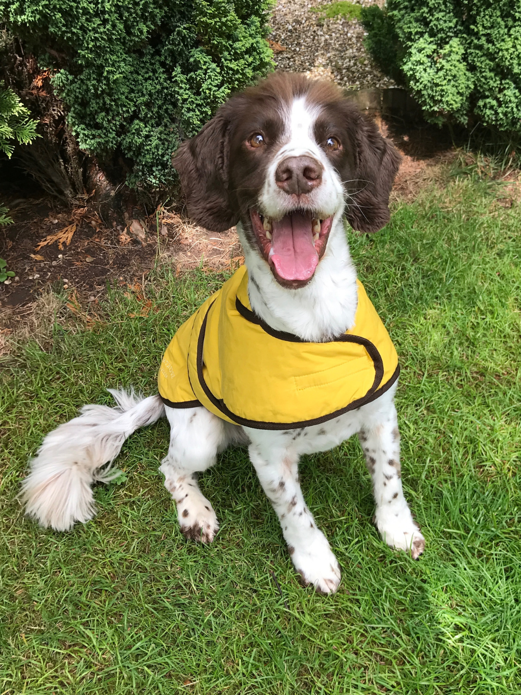 Sunflower Dry Wax Dog Coat, crafted from high-quality wax for warmth and protection in all weather conditions. Stylish and functional for your furry friend.