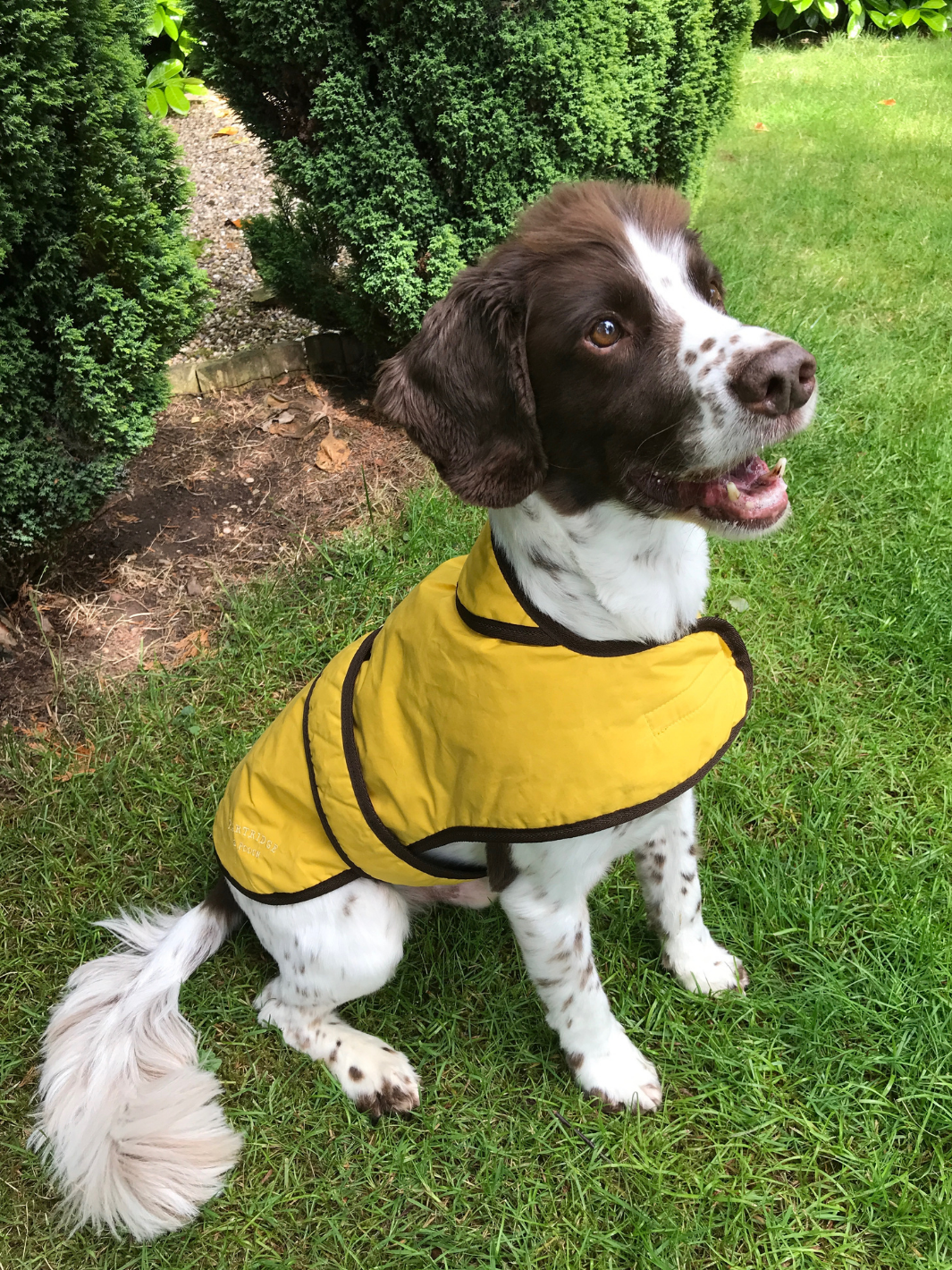 Sunflower Dry Wax Dog Coat, crafted from high-quality wax for warmth and protection in all weather conditions. Stylish and functional for your furry friend.