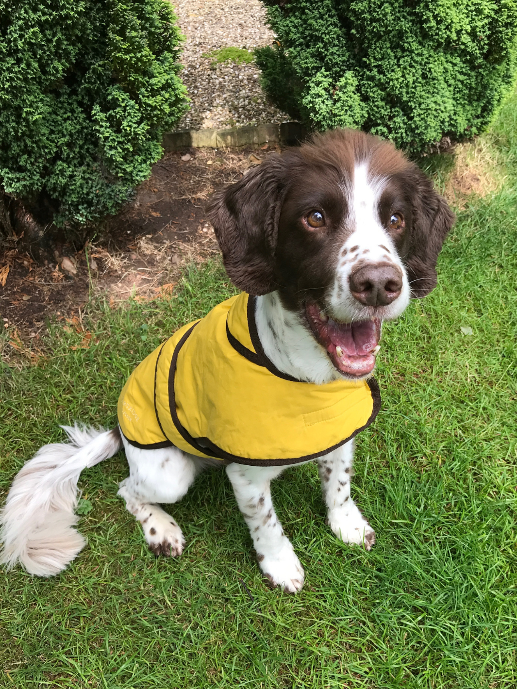 Sunflower Dry Wax Dog Coat, crafted from high-quality wax for warmth and protection in all weather conditions. Stylish and functional for your furry friend.