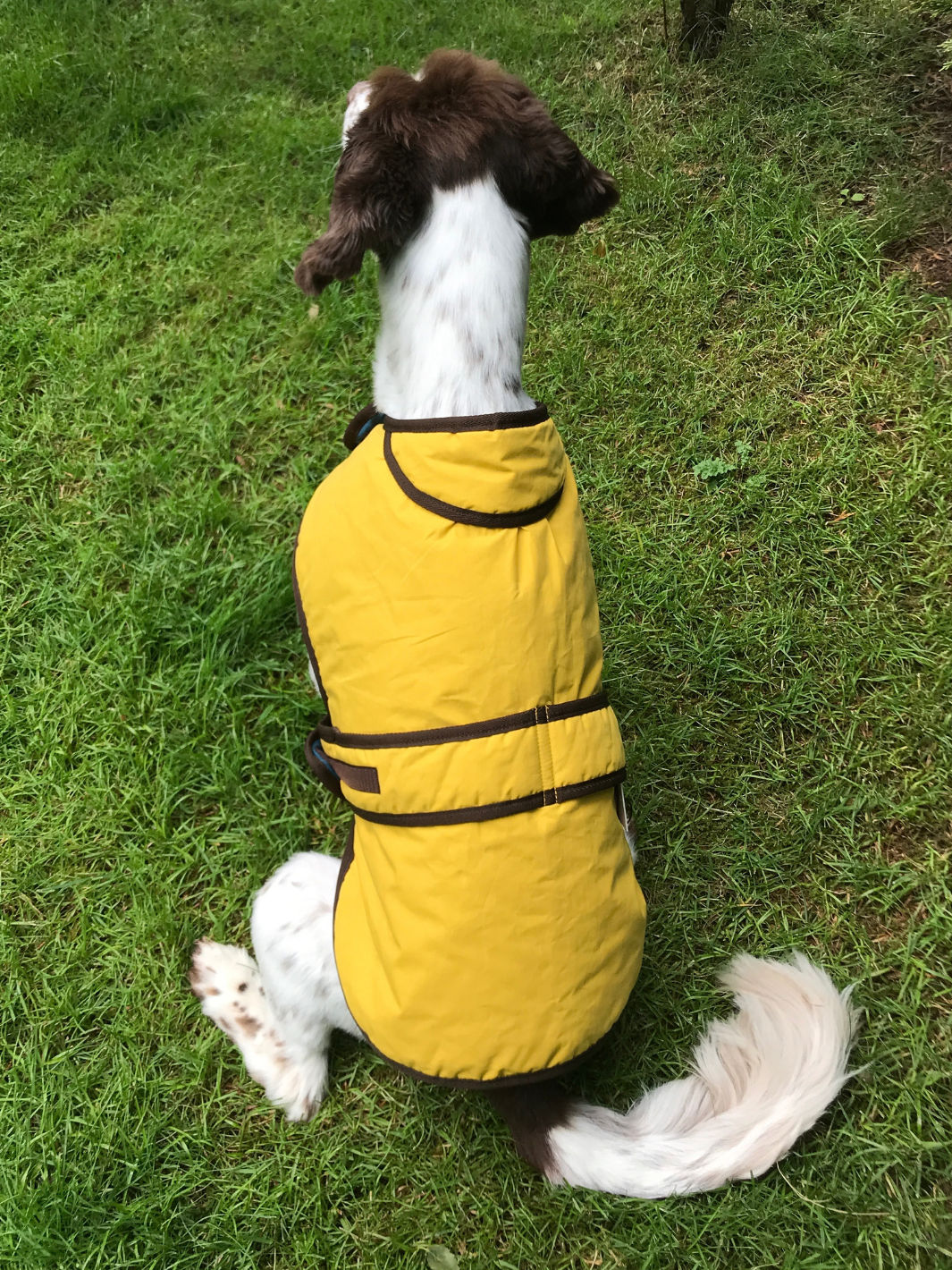 Sunflower Dry Wax Dog Coat, crafted from high-quality wax for warmth and protection in all weather conditions. Stylish and functional for your furry friend.