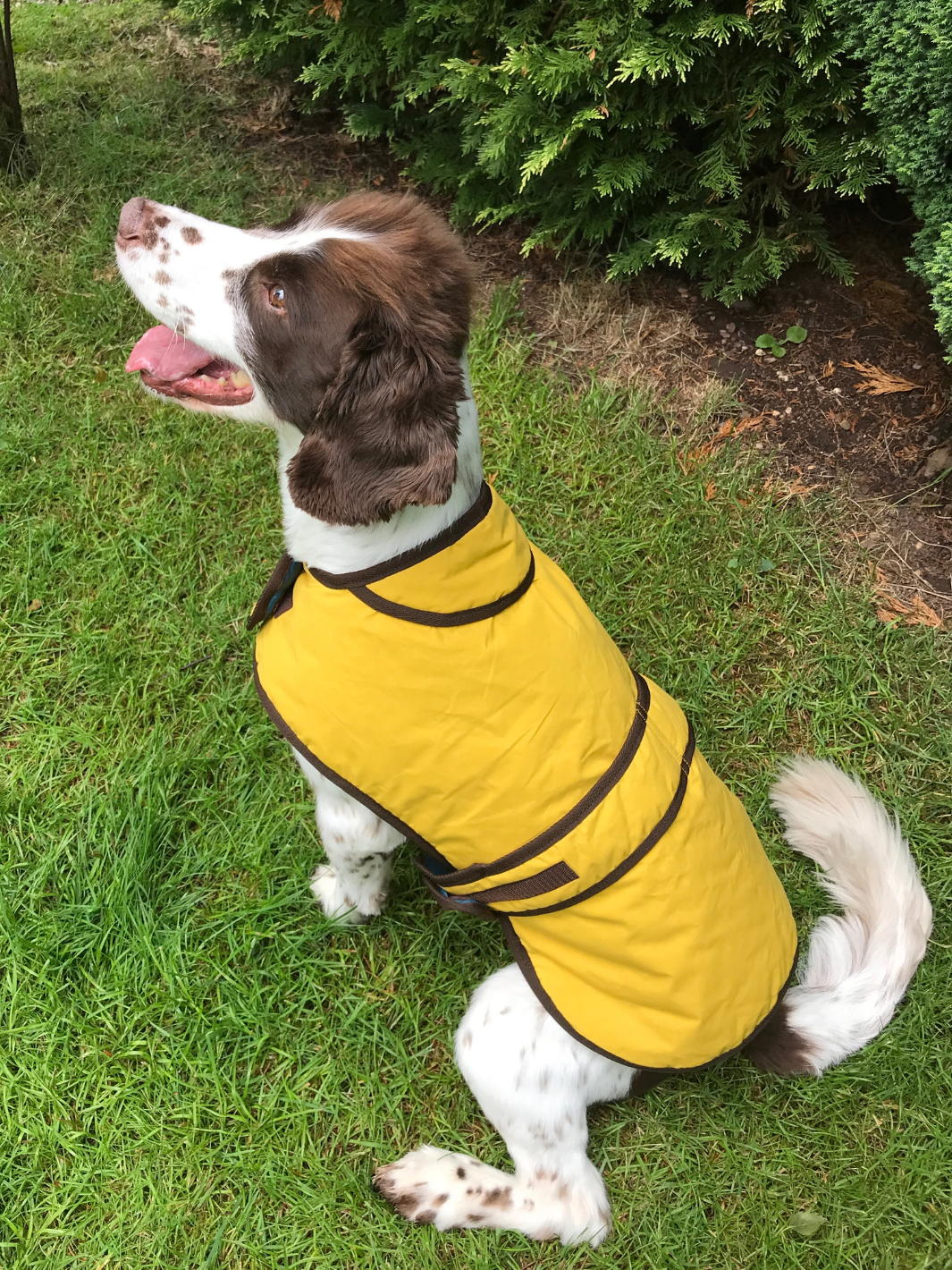 Sunflower Dry Wax Dog Coat, crafted from high-quality wax for warmth and protection in all weather conditions. Stylish and functional for your furry friend.