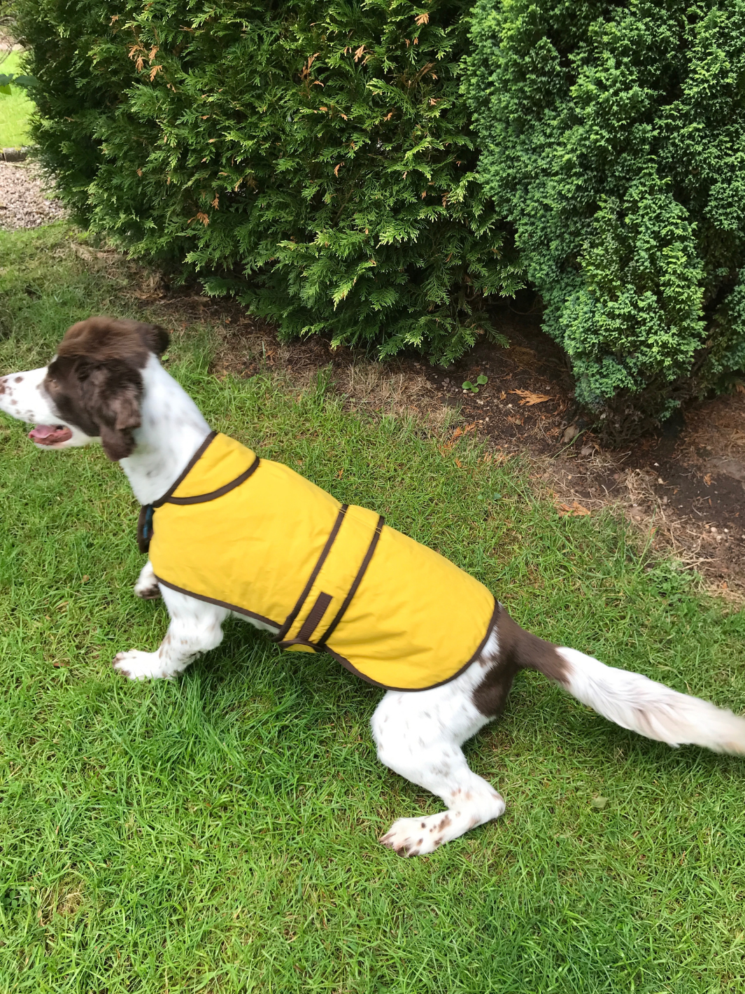 Sunflower Dry Wax Dog Coat, crafted from high-quality wax for warmth and protection in all weather conditions. Stylish and functional for your furry friend.