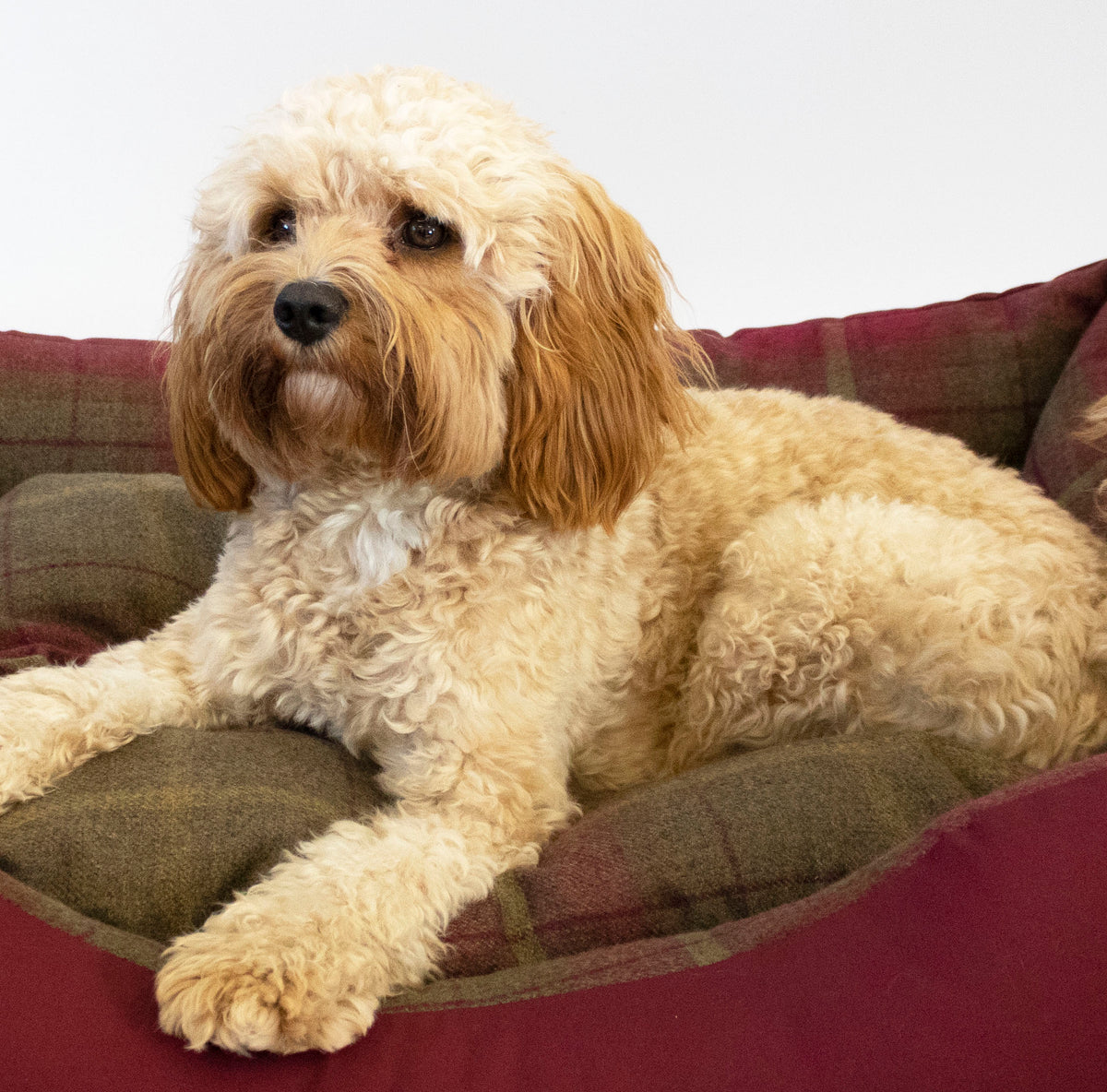Amherst 2 in 1 Dog bed - Mulberry Red with Square Check - John Partridge & Co