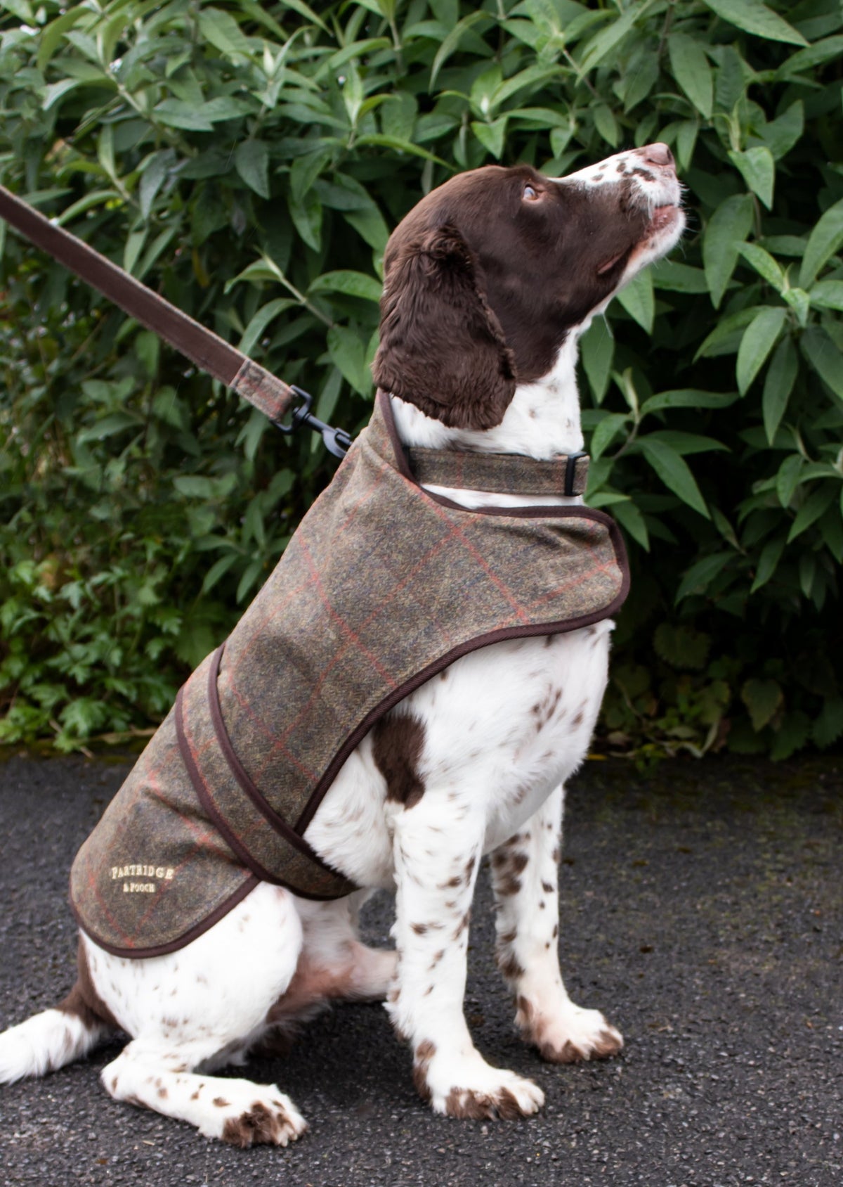 Dog Coat - Brown Check Waxed Tweed - John Partridge & Co
