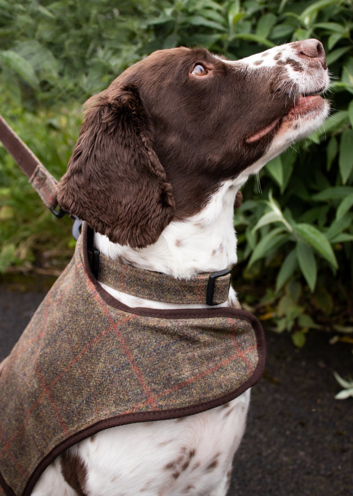 Dog Coat - Brown Check Waxed Tweed - John Partridge & Co