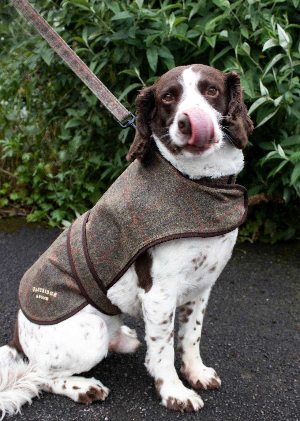 Dog Coat - Brown Check Waxed Tweed - John Partridge & Co